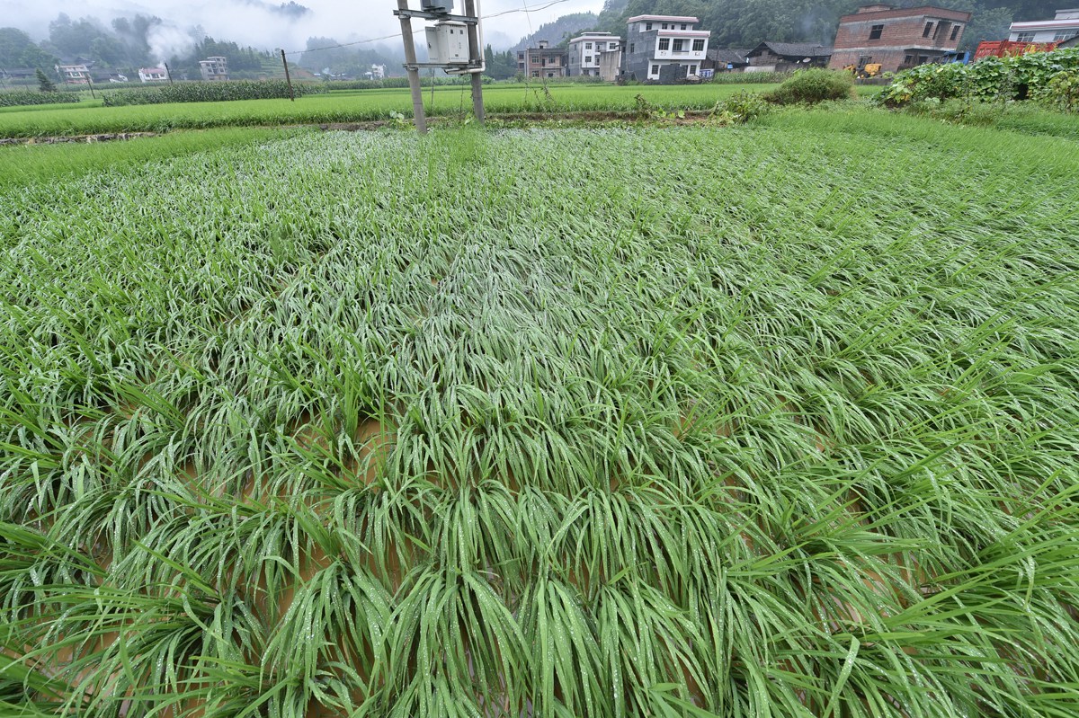 松桃安山遭遇百年不遇洪災(zāi)襲擊　場景觸目驚心