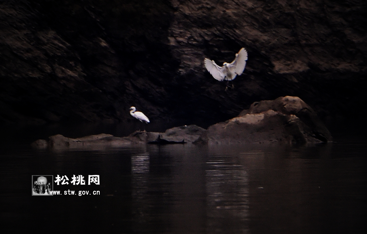 石花，守望湘黔邊區(qū)的嬌艷“西子”