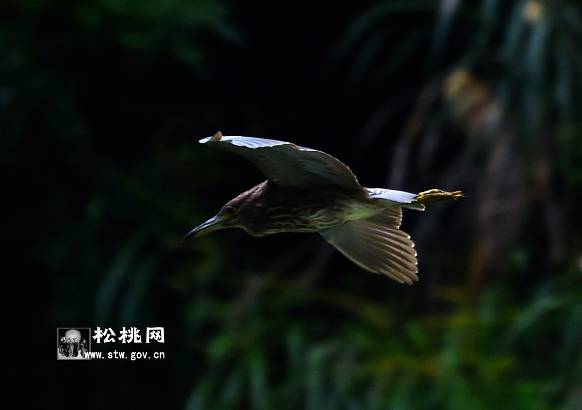 石花，守望湘黔邊區(qū)的嬌艷“西子”