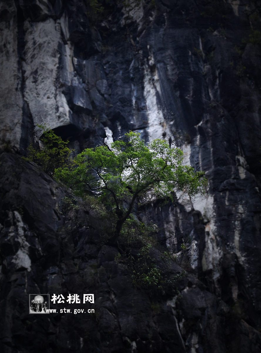 石花，守望湘黔邊區(qū)的嬌艷“西子”