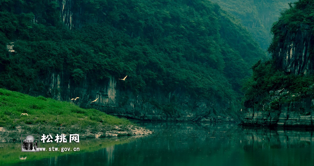 石花，守望湘黔邊區(qū)的嬌艷“西子”
