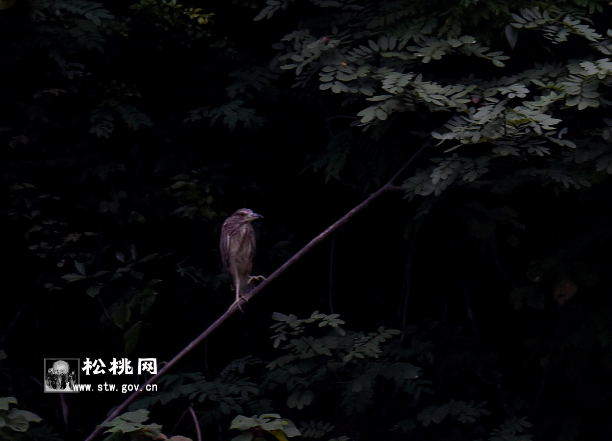 石花，守望湘黔邊區(qū)的嬌艷“西子”