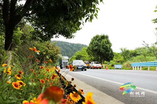 多彩貴州·最美公路 | 暢安舒美 花開四季 ——松桃公路管理段“暢安舒美”樣板路創(chuàng)建成效顯著
