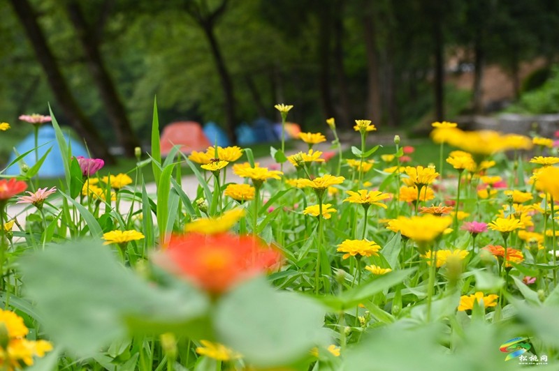 大路鎮(zhèn)三渡水風(fēng)景美，夏季玩水好去處