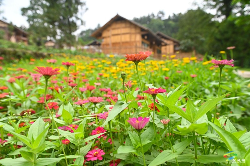 大路鎮(zhèn)三渡水風(fēng)景美，夏季玩水好去處