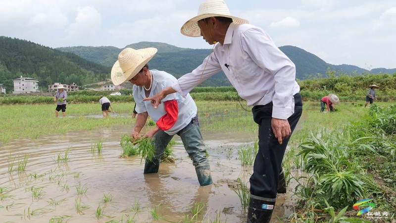 松桃普覺：訂單式種植1000畝水稻制種