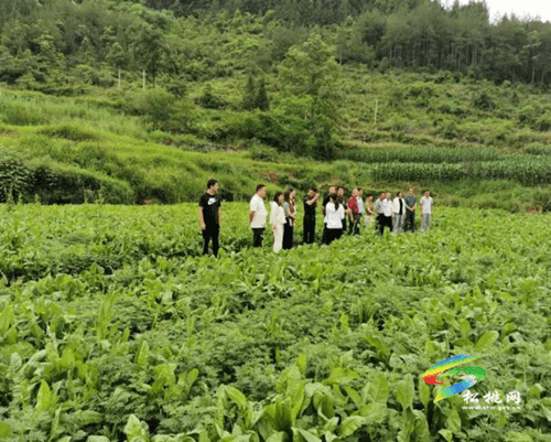 省農(nóng)科院專家到松桃指導(dǎo)生豬綠色種養(yǎng)循環(huán)項(xiàng)目實(shí)施