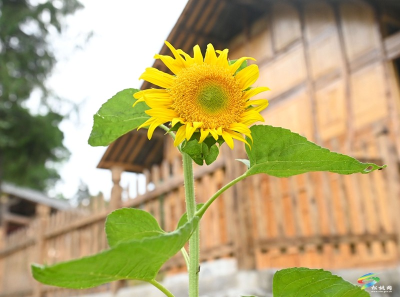 大路鎮(zhèn)三渡水風(fēng)景美，夏季玩水好去處