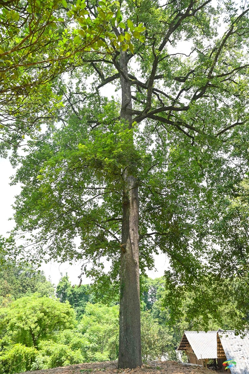 大路鎮(zhèn)三渡水風(fēng)景美，夏季玩水好去處