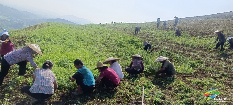 松桃平頭鎮(zhèn)：夏季茶山管護忙 群眾增收有保障