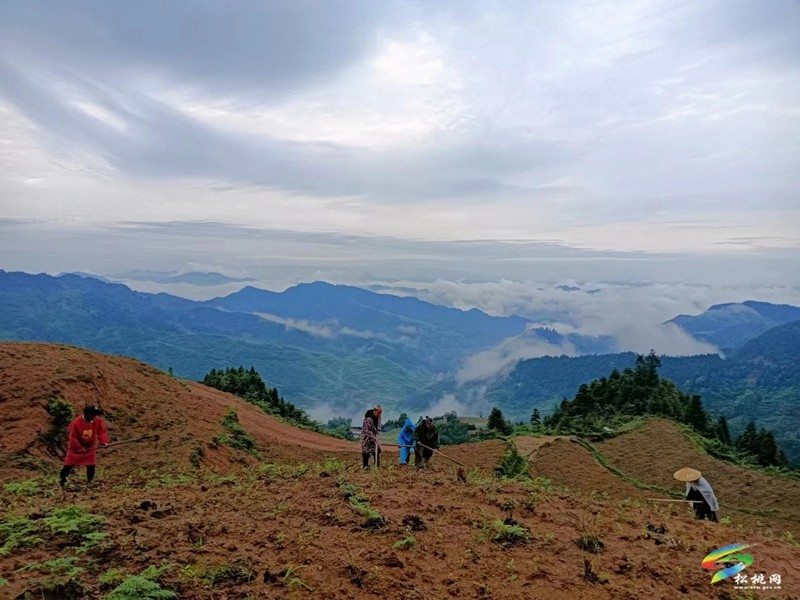 松桃平頭鎮(zhèn)：夏季茶山管護忙 群眾增收有保障