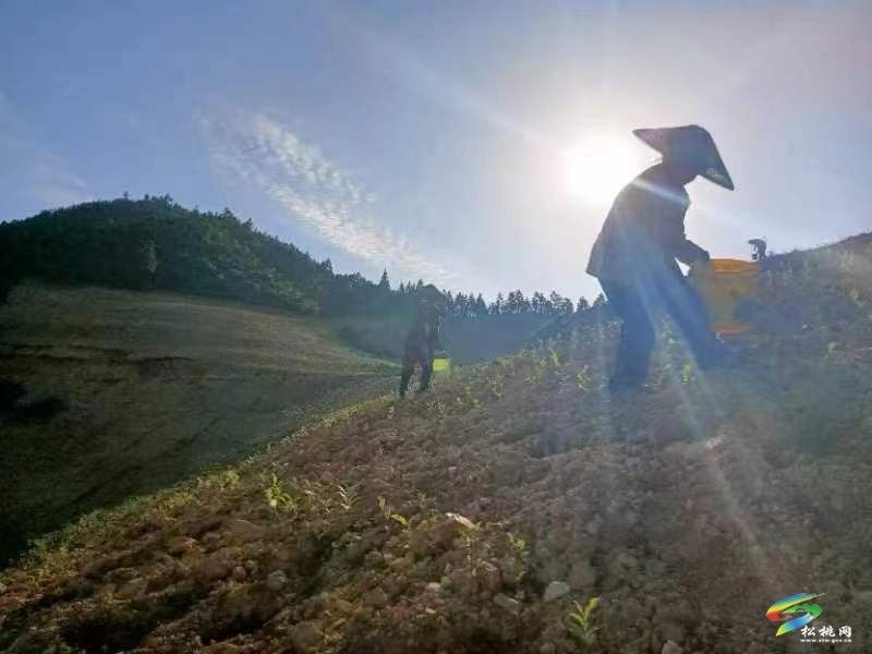 松桃平頭鎮(zhèn)：夏季茶山管護忙 群眾增收有保障
