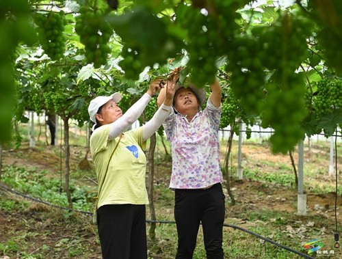 松桃貴府酒莊正式開業(yè) 年產(chǎn)能達200噸以上