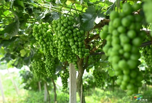 松桃貴府酒莊正式開業(yè) 年產(chǎn)能達200噸以上