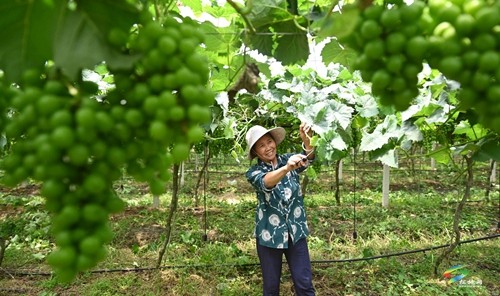 松桃貴府酒莊正式開業(yè) 年產(chǎn)能達200噸以上