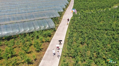 松桃：果園桃飄香 直播助農(nóng)忙