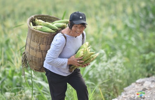 松桃：開展鮮食玉米測產(chǎn)驗收 比較試驗篩選優(yōu)質品種