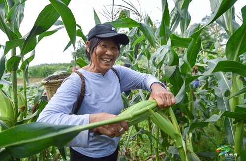 松桃：開展鮮食玉米測產(chǎn)驗收 比較試驗篩選優(yōu)質品種