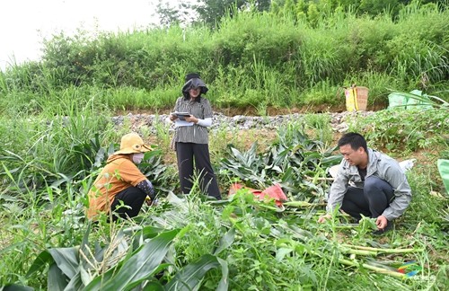 松桃：開展鮮食玉米測產(chǎn)驗收 比較試驗篩選優(yōu)質品種