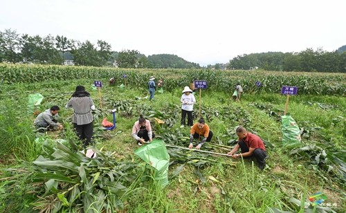 松桃：開展鮮食玉米測產(chǎn)驗收 比較試驗篩選優(yōu)質品種