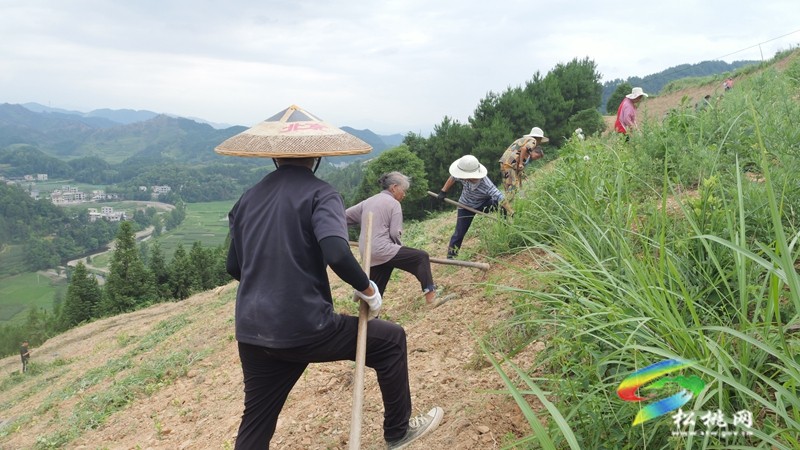 平頭鎮(zhèn)平土村：山上種茶田頭理“材”長短結(jié)合促振興