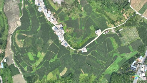 大坪場鎮(zhèn):大豆玉米帶狀復合種植助力穩(wěn)糧增豆