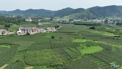 大坪場鎮(zhèn):大豆玉米帶狀復合種植助力穩(wěn)糧增豆