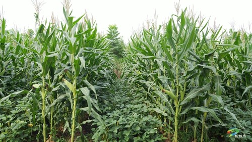 大坪場鎮(zhèn):大豆玉米帶狀復合種植助力穩(wěn)糧增豆