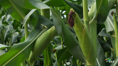 大坪場鎮(zhèn):大豆玉米帶狀復合種植助力穩(wěn)糧增豆