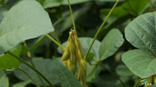 大坪場鎮(zhèn):大豆玉米帶狀復合種植助力穩(wěn)糧增豆