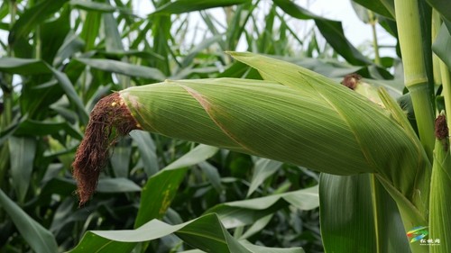 大坪場鎮(zhèn):大豆玉米帶狀復合種植助力穩(wěn)糧增豆