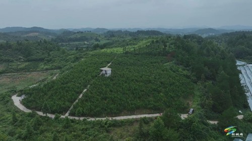 正大：蜂糖李“甜蜜”上市
