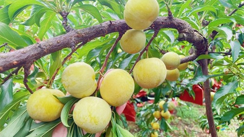 正大：蜂糖李“甜蜜”上市