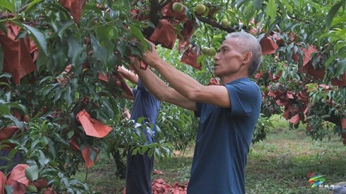 正大：蜂糖李“甜蜜”上市