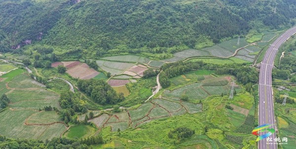 烏羅鎮(zhèn)：發(fā)展特色農(nóng)業(yè) 助力鄉(xiāng)村振興