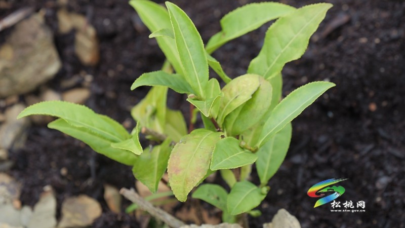平頭鎮(zhèn)：夏茶管護(hù)促增收