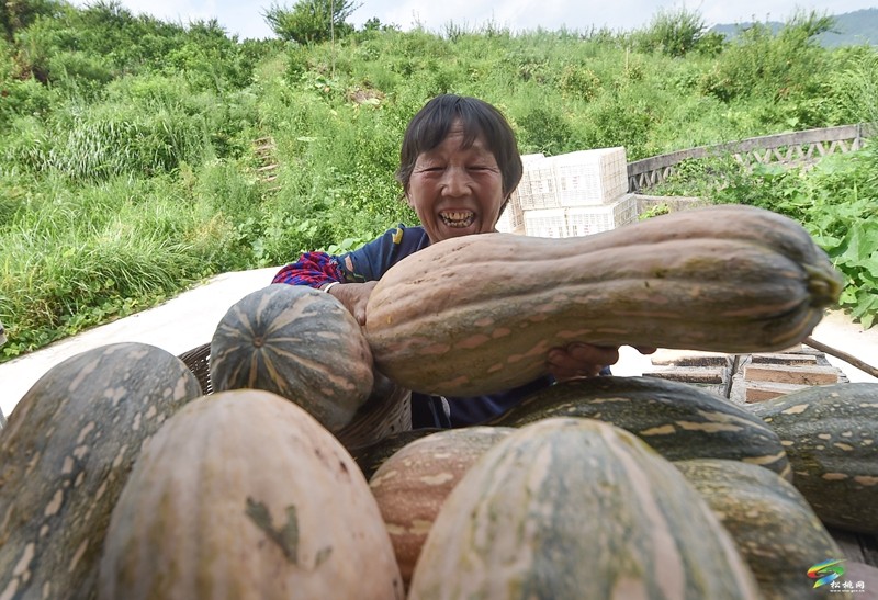 松桃：南瓜成熟采收忙