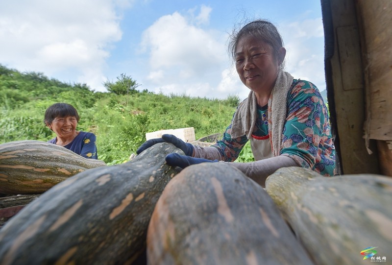 松桃：南瓜成熟采收忙