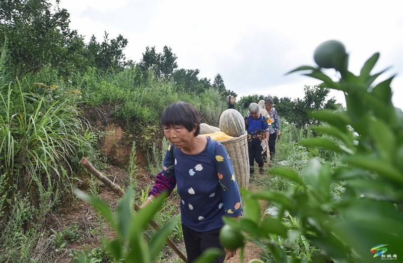 松桃：南瓜成熟采收忙