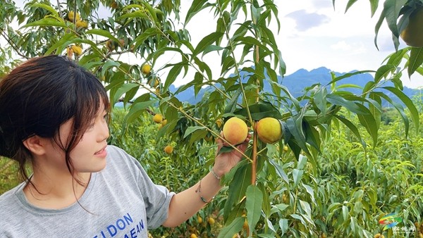 寨英鎮(zhèn)水源十萬(wàn)余斤黃桃開(kāi)摘了