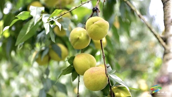 寨英鎮(zhèn)水源村:黃桃滿枝頭?果農(nóng)迎豐收