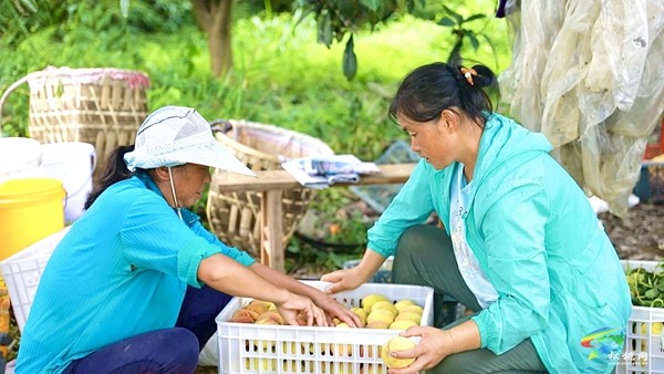 寨英鎮(zhèn)水源村:黃桃滿枝頭?果農(nóng)迎豐收