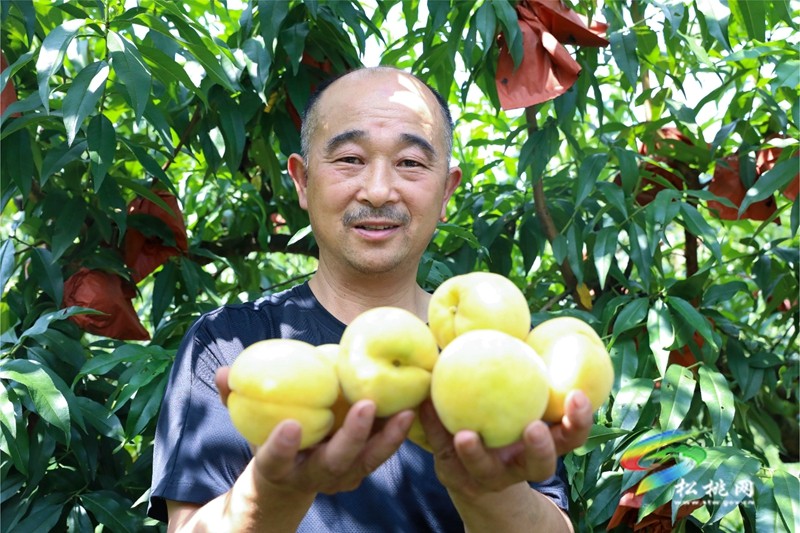果香滿枝頭，等你來采摘