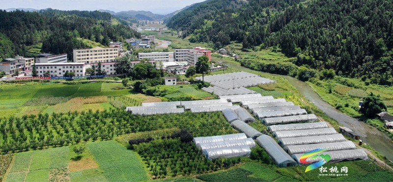果香滿枝頭，等你來采摘