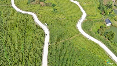 松桃:辣椒新品種測產(chǎn)超2000斤