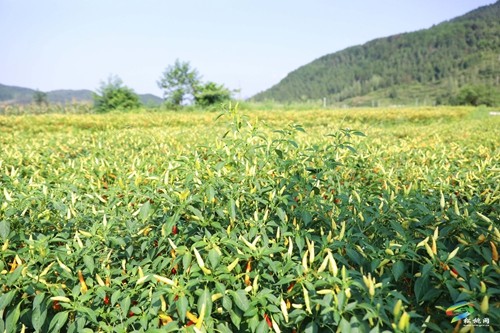 松桃:辣椒新品種測產(chǎn)超2000斤