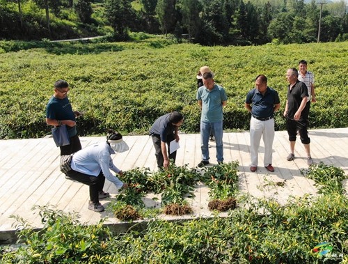 松桃:辣椒新品種測產(chǎn)超2000斤