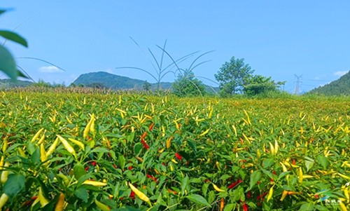 松桃:辣椒新品種測產(chǎn)超2000斤