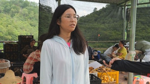 松桃：黃桃喜獲豐收 促進群眾增收