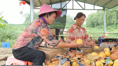 松桃：黃桃喜獲豐收 促進群眾增收